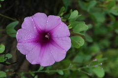 Ipomoea pes-caprae
